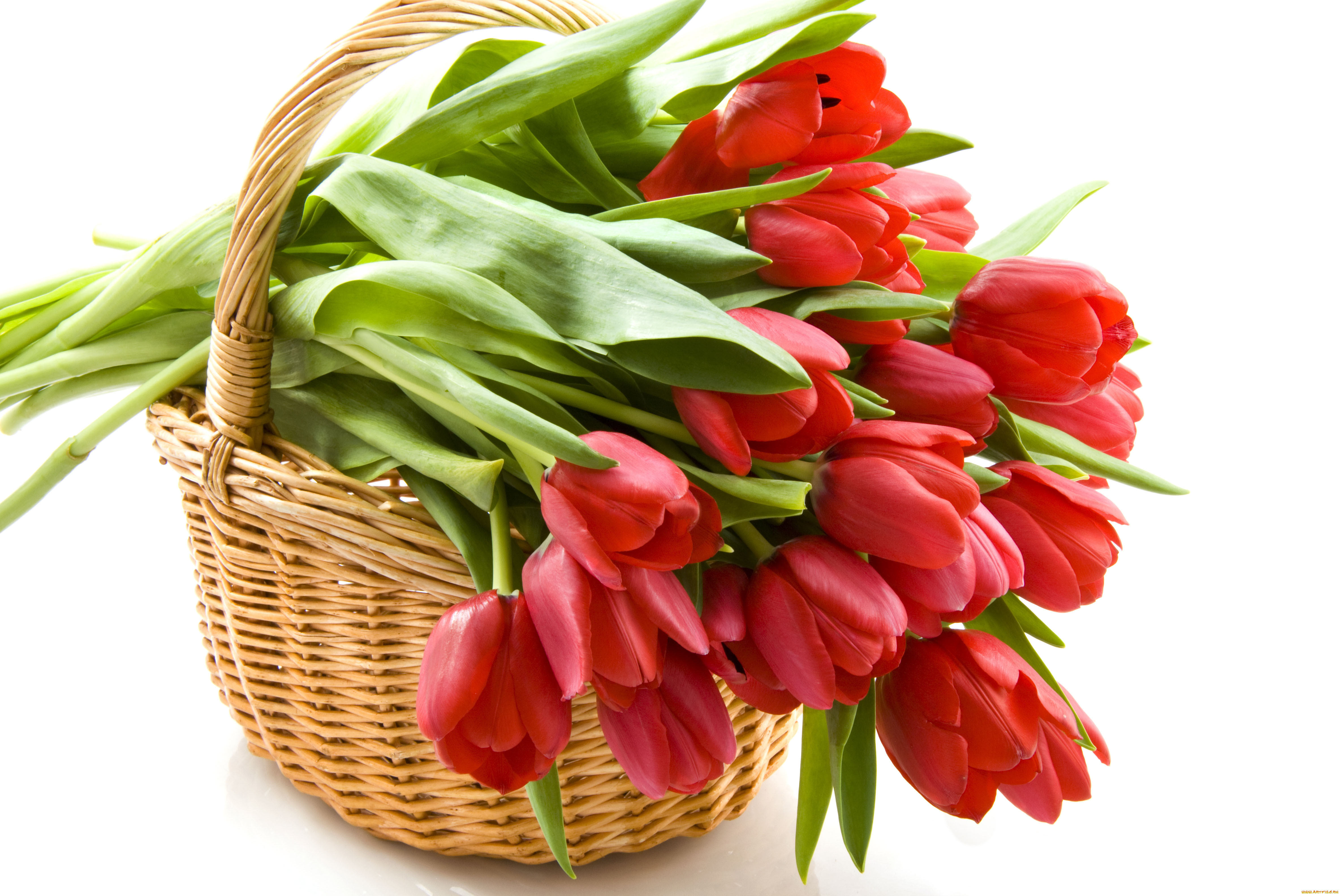 red, tulips, , , 